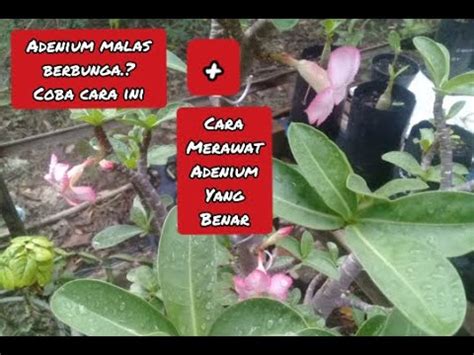 Cara Agar Bonsai Adenium Rajin Berbunga Desertroseeducation