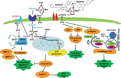 Frontiers Apigenin Combined With Gefitinib Blocks Autophagy Flux And