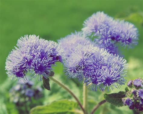 Punya Makna Yang Dalam Yuk Kenalan Dengan Bunga Ageratum Three Bouquets