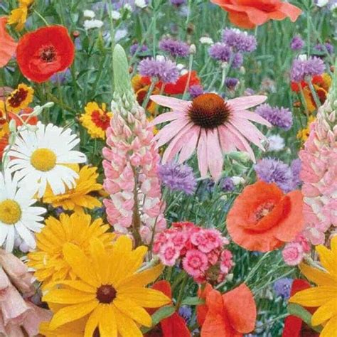 Wildflower Meadow Seeds - FOX HILL NURSERY