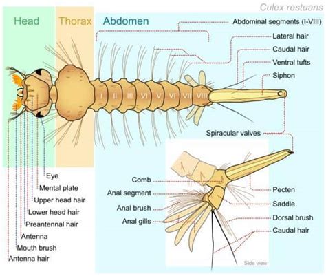 How To Kill Mosquito Larvae In Backyard Ponds, Fountains and Water ...