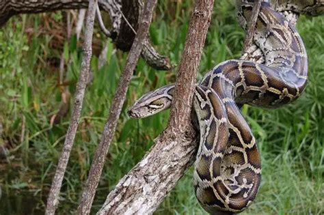 Burmese Python - Facts, Size, Diet, Pictures - All Animal Facts