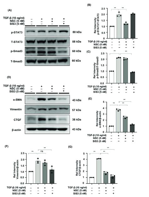 The Stat Inhibitor Nsc And The Smad Inhibitor Sis Reduced The