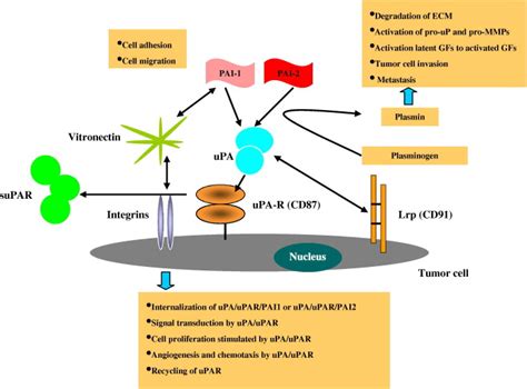 Targeting UPA UPAR In Prostate Cancer Cancer Treatment Reviews