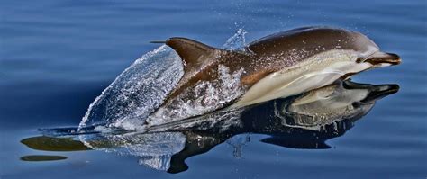 Short Beaked Common Dolphin