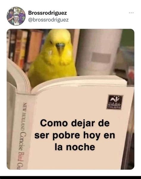 A Yellow Bird Sitting On Top Of An Open Book