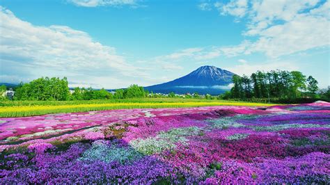 Purple flowering plants on field against blue sky, Kutchan, Japan ...