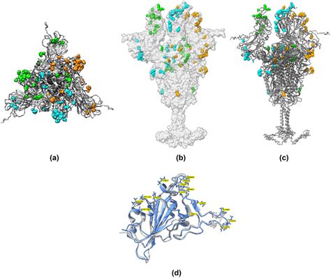 Sars Cov S Glycoprotein B Omicron Trimer Structure Model In