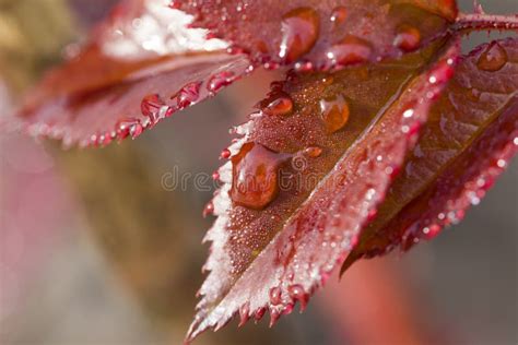 Gotas Da Gua Na Folha Vermelha Da Planta Foto De Stock Imagem De