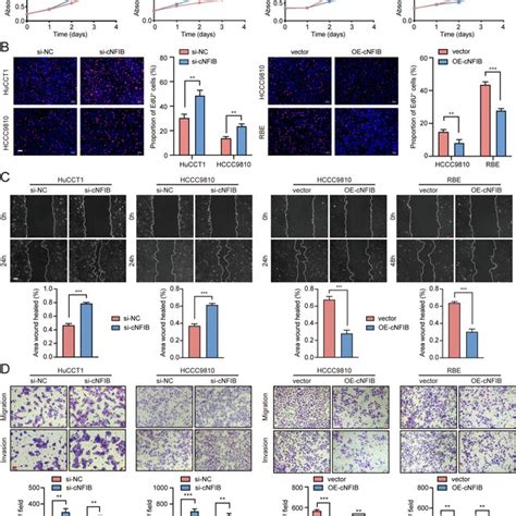 Cnfib Suppresses Proliferation And Metastasis Of Icc Cells In Vitro