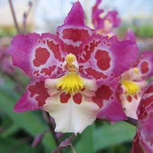 Z Out Of Stock Onc Guann Shin Ruby Gem Diana Dayaz Orchidarium