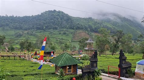 KEBUN TEH SIKATOK TAMBI WONOSOBO YouTube