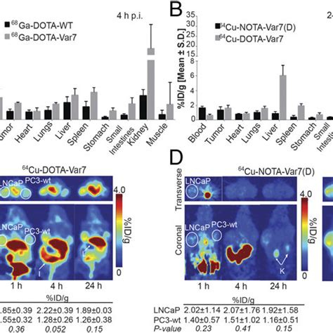 In Vivo Pharmacokinetic Optimization Studies In Prostate Tumor