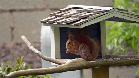 Bild Des Tages Eichhörnchen Im Vogelhaus Fulda