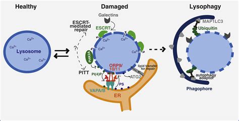 Pittching In For Lysosome Repair Developmental Cell