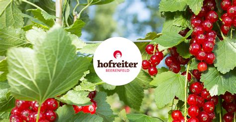 Johannisbeeren Hofreiter Selber Ernten Beeren Gem Se Beerencaf