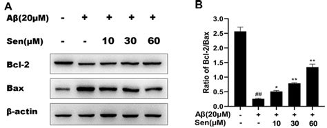 The Level Of Bcl 2bax Was Detected By Western Blot A Representative Download Scientific