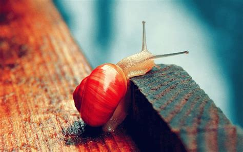 Animal Snail Hd Wallpaper Peakpx