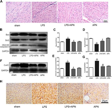 Frontiers Adiponectin Attenuates Lipopolysaccharide Induced Apoptosis