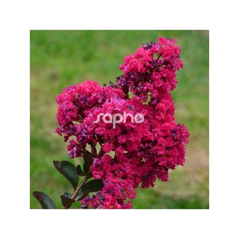 Lagerstroemia Indica Fuchsia D T Indyfus