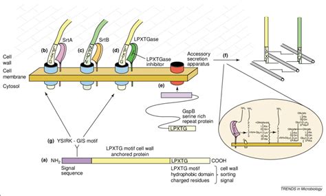 Summary Of The Sortase Mediated Cell Wall Anchoring Pathway A