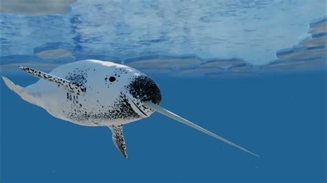 10 Fascinating Facts About Narwhals For Ocean Lovers Students