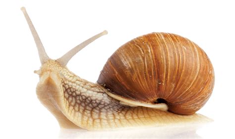 A Superglue Inspired by Snail Mucus | Lehigh University