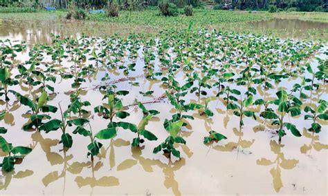 മൂന്നിയൂർ തെക്കേപ്പാടത്ത് രണ്ടരക്കോടിയുടെ കൃഷിനാശം ന ശി ച്ച ത് അ റു പ