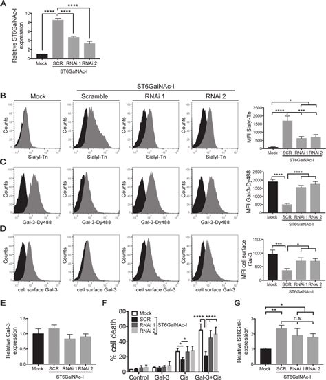 St Galnac I Knockdown Increases Galectin Binding Sites And