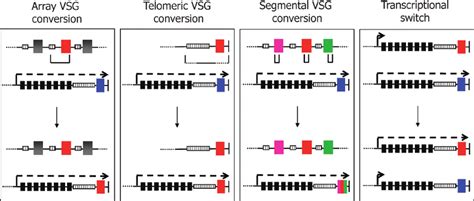 Mechanisms Of VSG Switching During Antigenic Variation In T Brucei