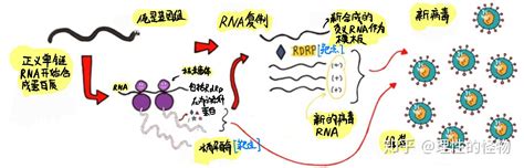 求科普：新型冠状病毒传播机理及身体免疫过程 知乎