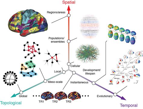 Brain Networks Behavior Lab