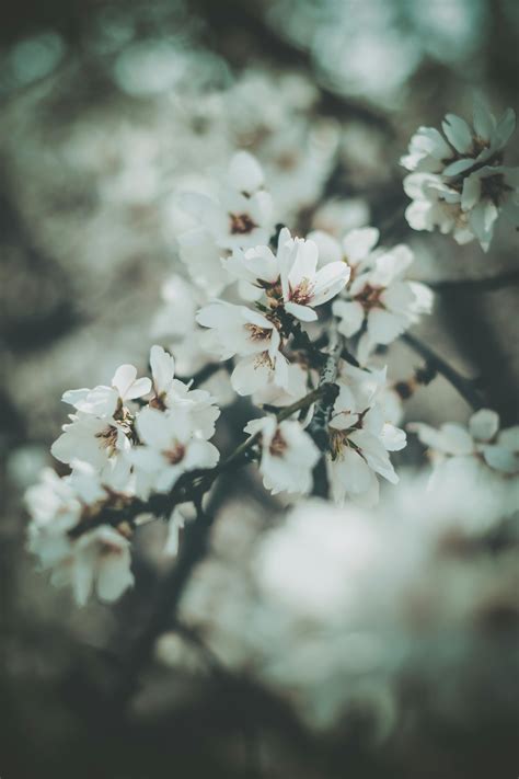 Almond Blossoms Photos, Download The BEST Free Almond Blossoms Stock Photos & HD Images