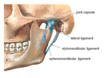 Head Neck Anatomy Chapter 5 TMJ Flashcards Quizlet