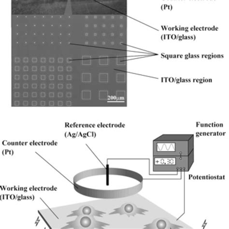 Schematic Illustration Of A Patterned ITO Glass Electrode Culture