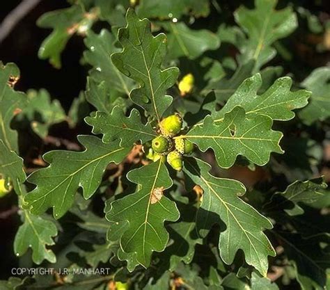 Fagaceae - Alchetron, The Free Social Encyclopedia