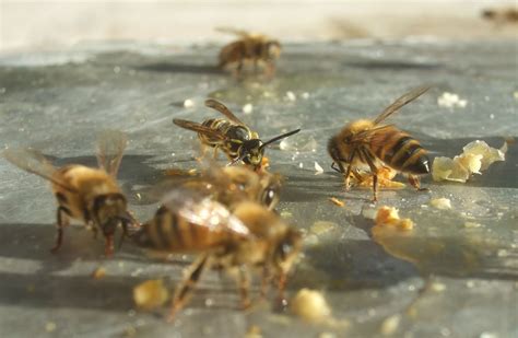 The Bee Journal: The Fascinating Honey Bee Swarm