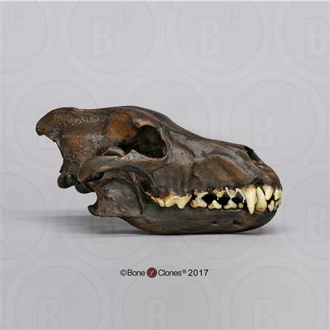 Wolf Skull Dire Wolf Tarpit Finish Cast Replica Canis Dirus Bc 02