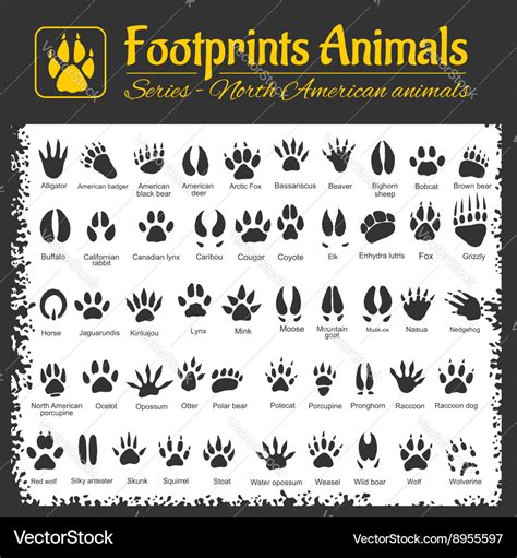 Animal Tracks North American Animals Royalty Free Vector