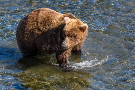 Brown Bear Fishing in the Brooks River, Katmai National Park, Alaska ...