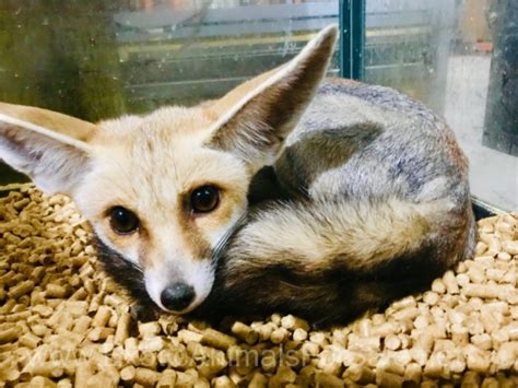 Ruppells Fox For Sale