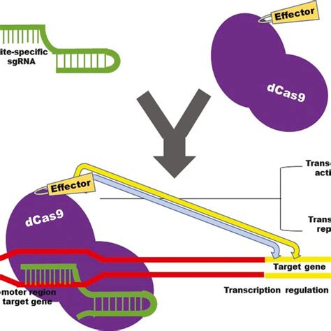 Pdf Crisprdcas9 Platforms In Plants Strategies And Applications