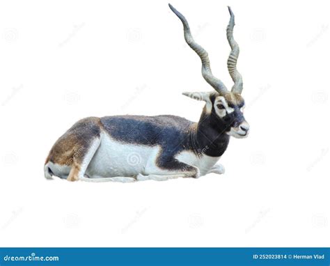 Antelope With Spiral Horns Isolated On White Stock Photo Image Of