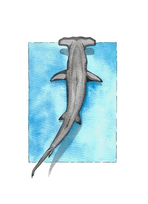 Hammerhead Shark Watercolour Print Marine Themed Wall Art Home Design