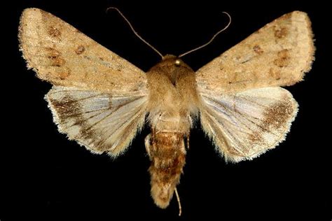 Corn Earworm Wisconsin Vegetable Entomology