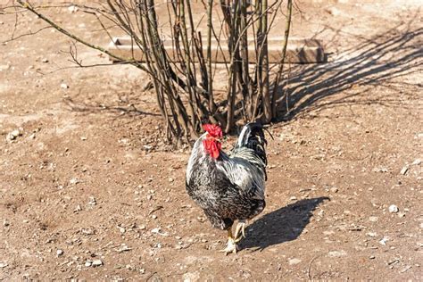 La Gran Polla El Pavo En El Camino Hermoso Macho De Polla En El Soleado