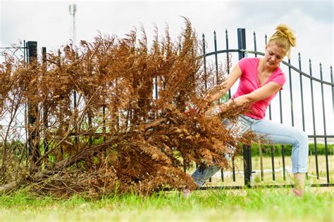 Tree Removal Permit Getasiteplan