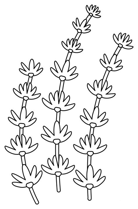 Thyme Coloring Page Colouringpages