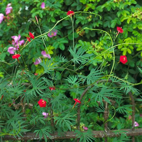 How To Plant And Grow Cardinal Climber