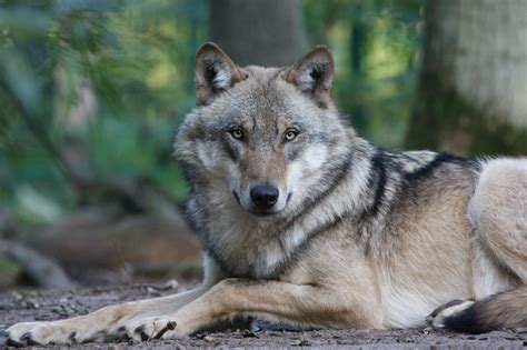 Landesfachausschuss Wolf In Nrw Nabu Steckbrief Europ Ischer Wolf